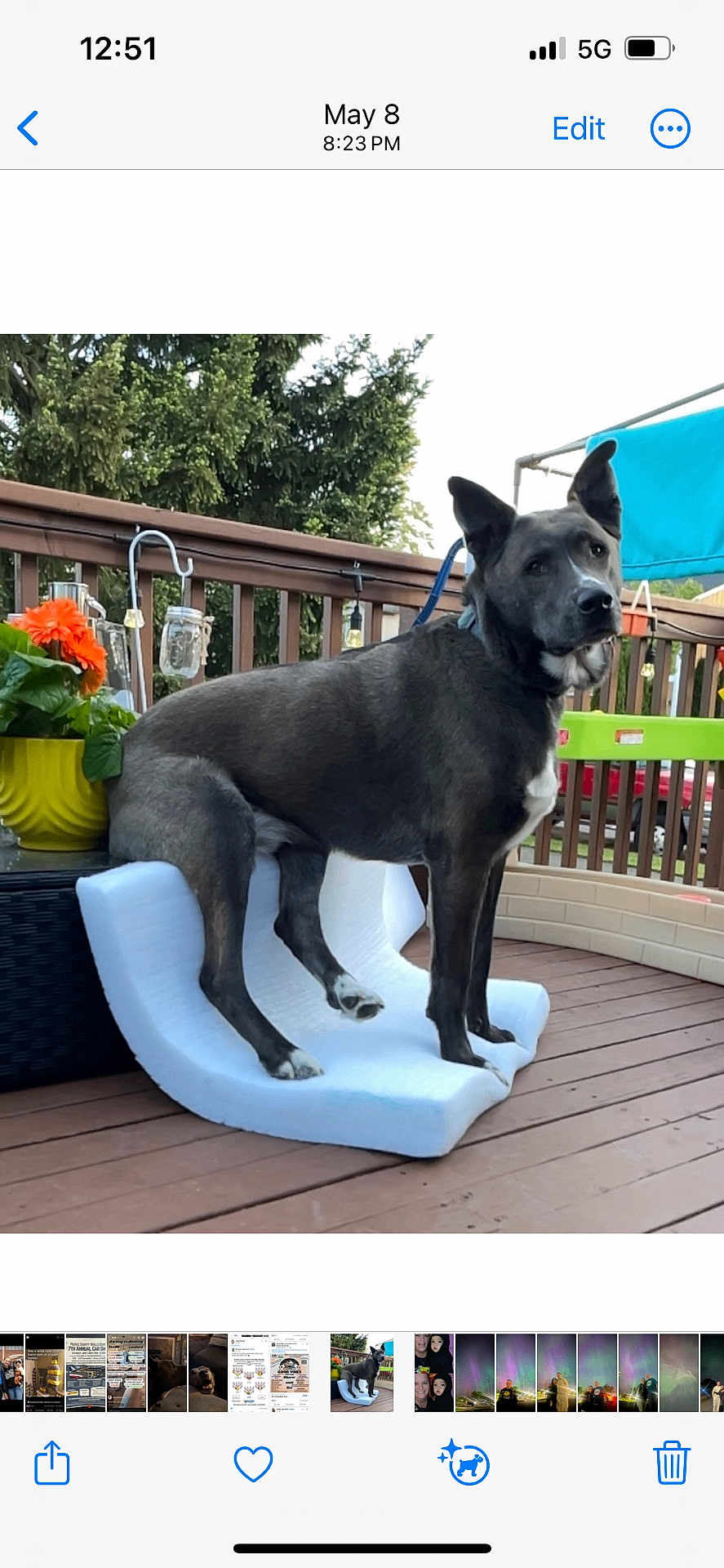 Yami is registered to the contest to win money with this photo: dog, pet, outdoor, deck, wooden_floor, flower_pot, plant, greenery, foam_cushion, balcony, railing, daylight, animal, canine, ears_up, looking_away, resting, domestic_animal, leash, collar