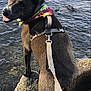Yami is registered to the contest to win money with this photo: dog, water, rock, outdoor, leash, harness, bandana, animal, pet, canine, tongue_out, playful, nature, summer, daylight, fur, ears, tail, smile, looking_back