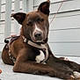 dog, brown_coat, white_chest, harness, porch, wooden_floor, relaxed, pet, canine, outdoor, close_up, animal, ears_up, lying_down, domestic_animal, calm, leash, sidewalk, resting, house_exterior