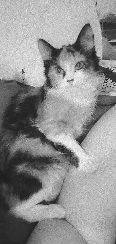 Stella a rejoint le concours — aidez-le/la à gagner de superbes lots ! carnivore, cat, claw, domestic_short_haired_cat, eye, felidae, fur, gesture, head, iris, leg, monochrome, monochrome_photography, paw, small_to_medium_sized_cats, snout, style, tail, whiskers, window