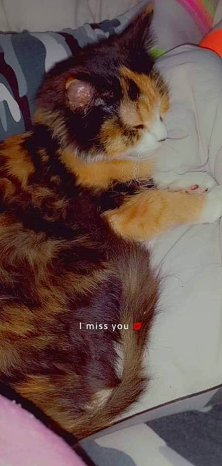 Stella a rejoint le concours — aidez-le/la à gagner de superbes lots ! canidae, carnivore, cat, claw, comfort, domestic_short_haired_cat, eye, fawn, felidae, foot, fur, hair, head, liver, paw, small_to_medium_sized_cats, snout, tail, terrestrial_animal, whiskers