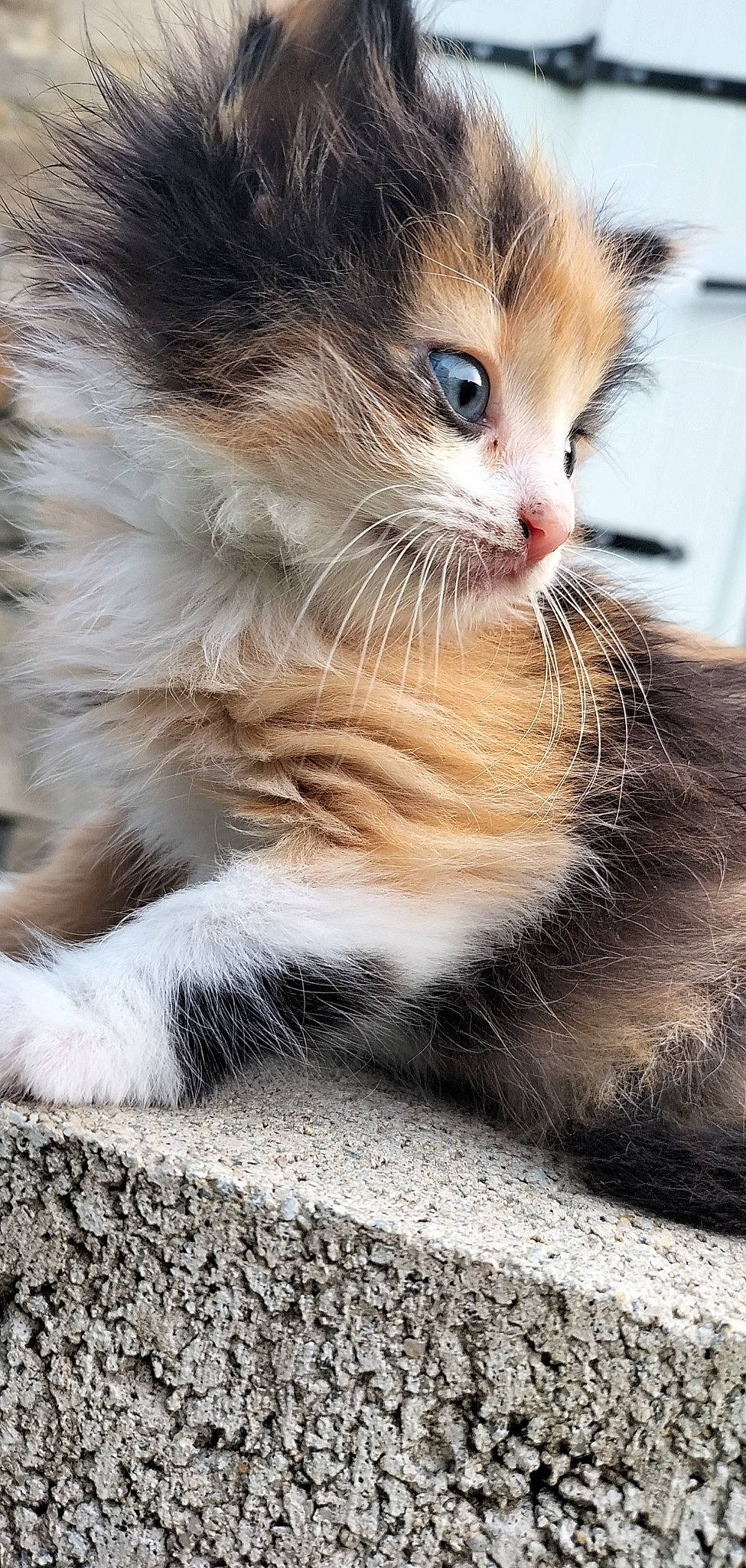 Stella a rejoint le concours — aidez-le/la à gagner de superbes lots ! carnivore, cat, claw, domestic_short_haired_cat, felidae, fur, paw, road_surface, small_to_medium_sized_cats, tail, terrestrial_animal, whiskers, wildlife, window