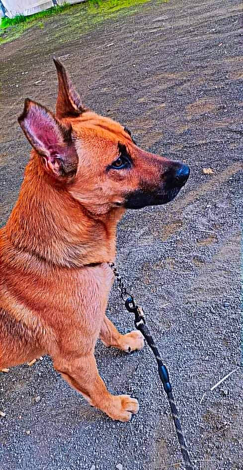 Roy participe au concours pour gagner de l'argent avec cette photo : canidae, carnivore, collar, companion_dog, dog, dog_breed, dog_collar, fawn, fur, liver, road_surface, snout, sporting_group, tail, terrestrial_animal, whiskers, wildlife, window, working_animal, working_dog