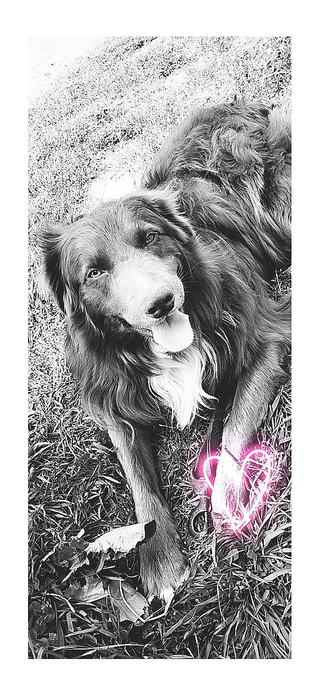 O'Kley participe au concours pour gagner de l'argent avec cette photo : black_and_white, canidae, carnivore, companion_dog, dog, dog_breed, font, fur, grass, illustration, liver, monochrome, monochrome_photography, plant, snout, spaniel, sporting_group, style, toy_dog, working_animal