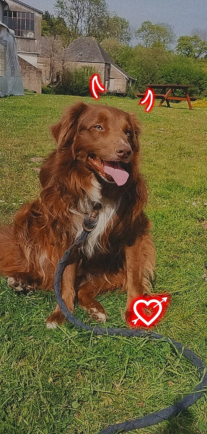 O'Kley a rejoint le concours — aidez-le/la à gagner de superbes lots ! art, carnivore, collar, companion_dog, dog, dog_breed, dog_sports, dog_supply, english_cocker_spaniel, fur, grass, gun_dog, liver, logo, newfoundland, snout, sporting_group, terrestrial_animal, working_animal, working_dog