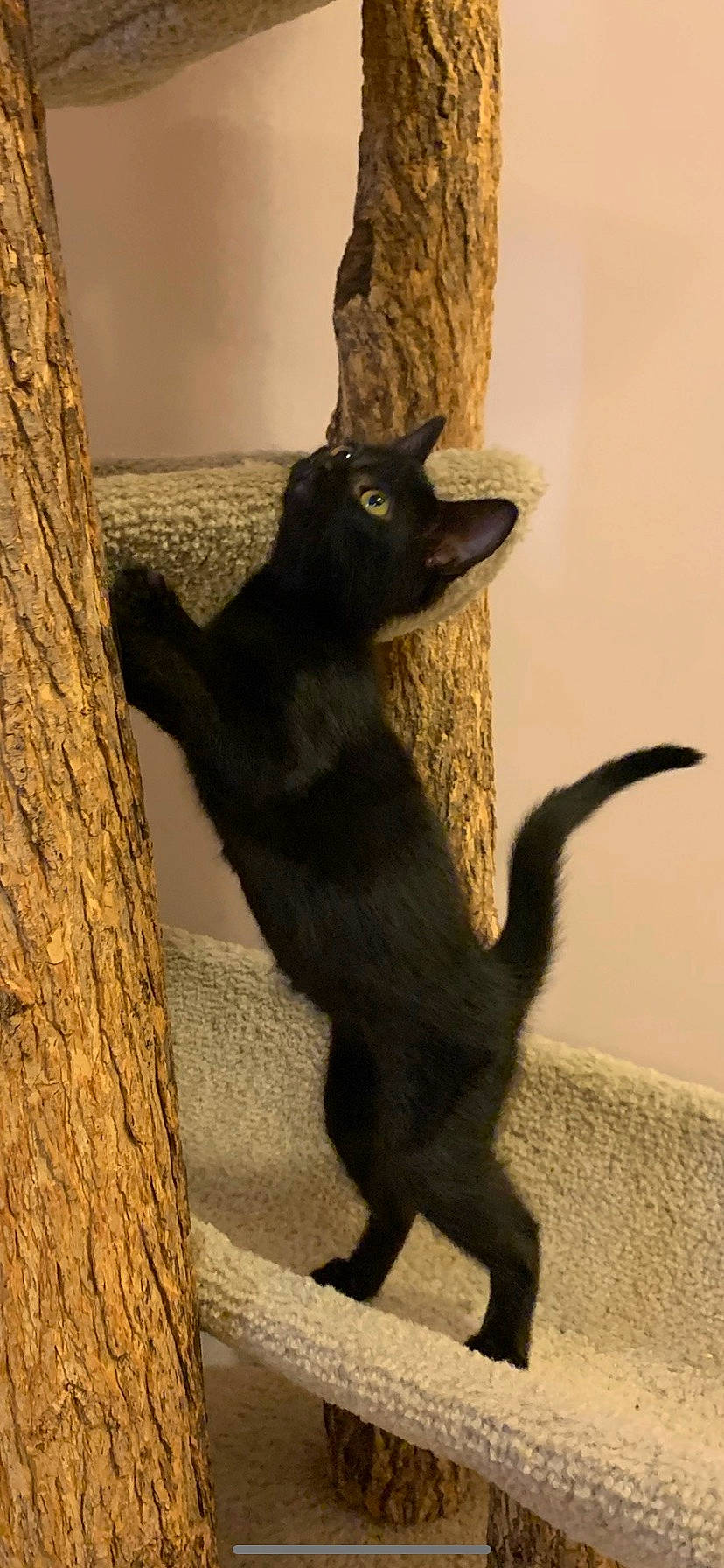 Sophie joined the competition — help win amazing prizes! black_cat, bombay, carnivore, cat, domestic_short_haired_cat, felidae, fur, plant, shadow, small_to_medium_sized_cats, snout, tail, terrestrial_animal, tints_and_shades, tree, trunk, vertebrate, whiskers, window, wood