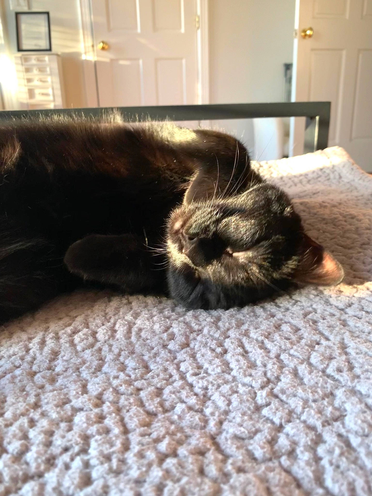 Sophie is registered to the contest to win money with this photo: brown, carnivore, cat, comfort, companion_dog, couch, dog_breed, felidae, floor, flooring, hardwood, liver, living_room, room, small_to_medium_sized_cats, snout, sporting_group, tail, whiskers, wood