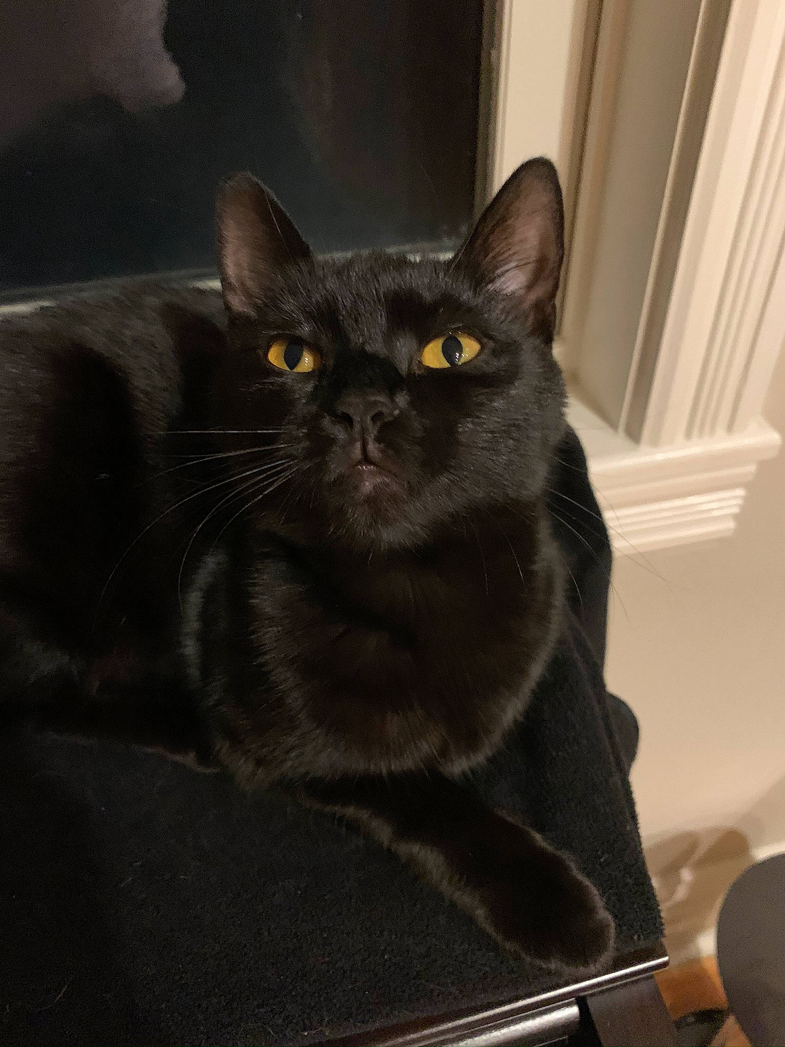 Sophie is registered to the contest to win money with this photo: black_cat, bombay, box, carnivore, cat, cat_supply, chartreux, comfort, domestic_short_haired_cat, door, felidae, fur, grey, havana_brown, small_to_medium_sized_cats, snout, tail, terrestrial_animal, whiskers, window