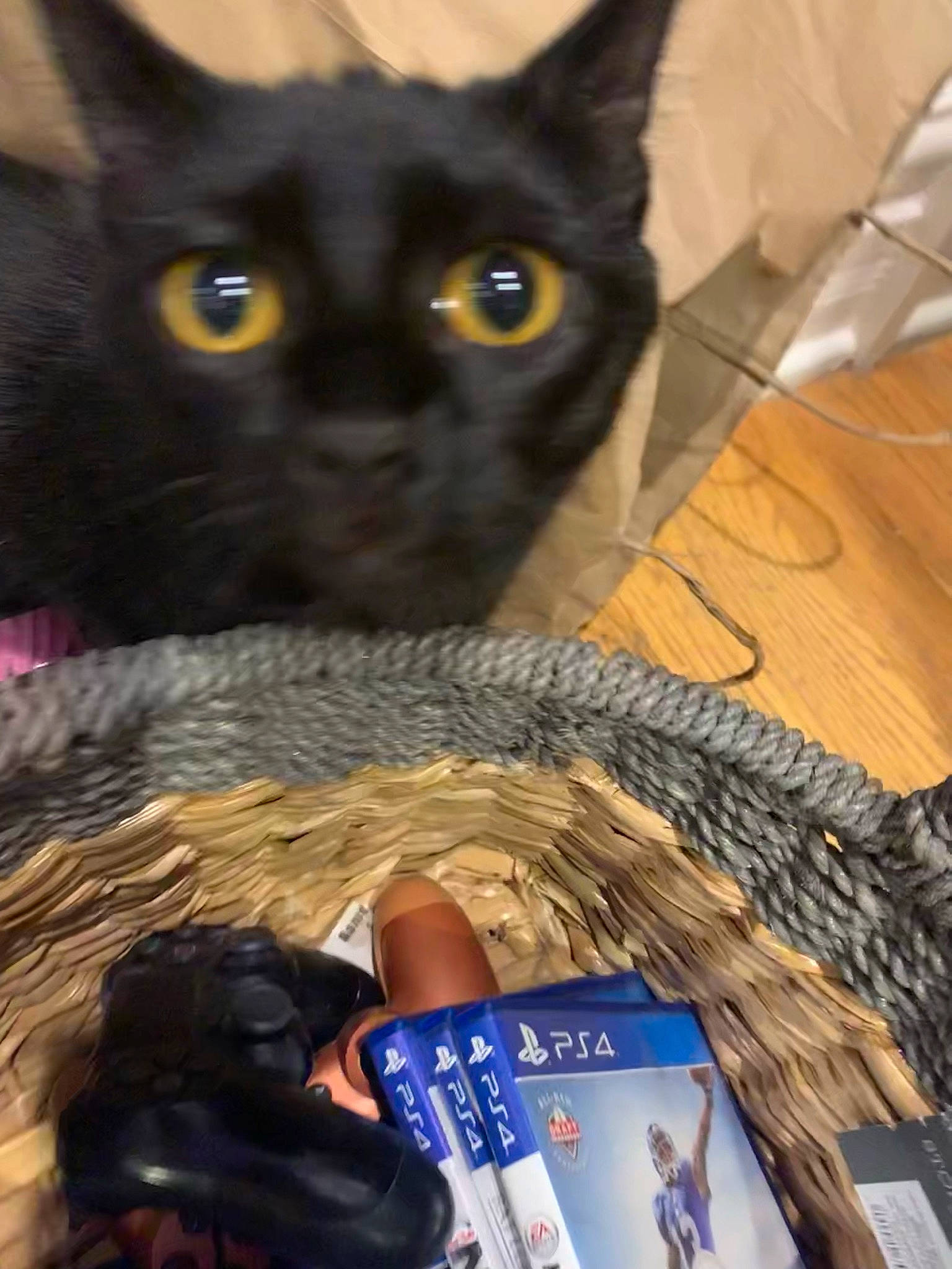 Sophie is registered to the contest to win money with this photo: black, black_cat, carnivore, cat, domestic_short_haired_cat, electric_blue, felidae, fur, publication, small_to_medium_sized_cats, thread, whiskers, wood