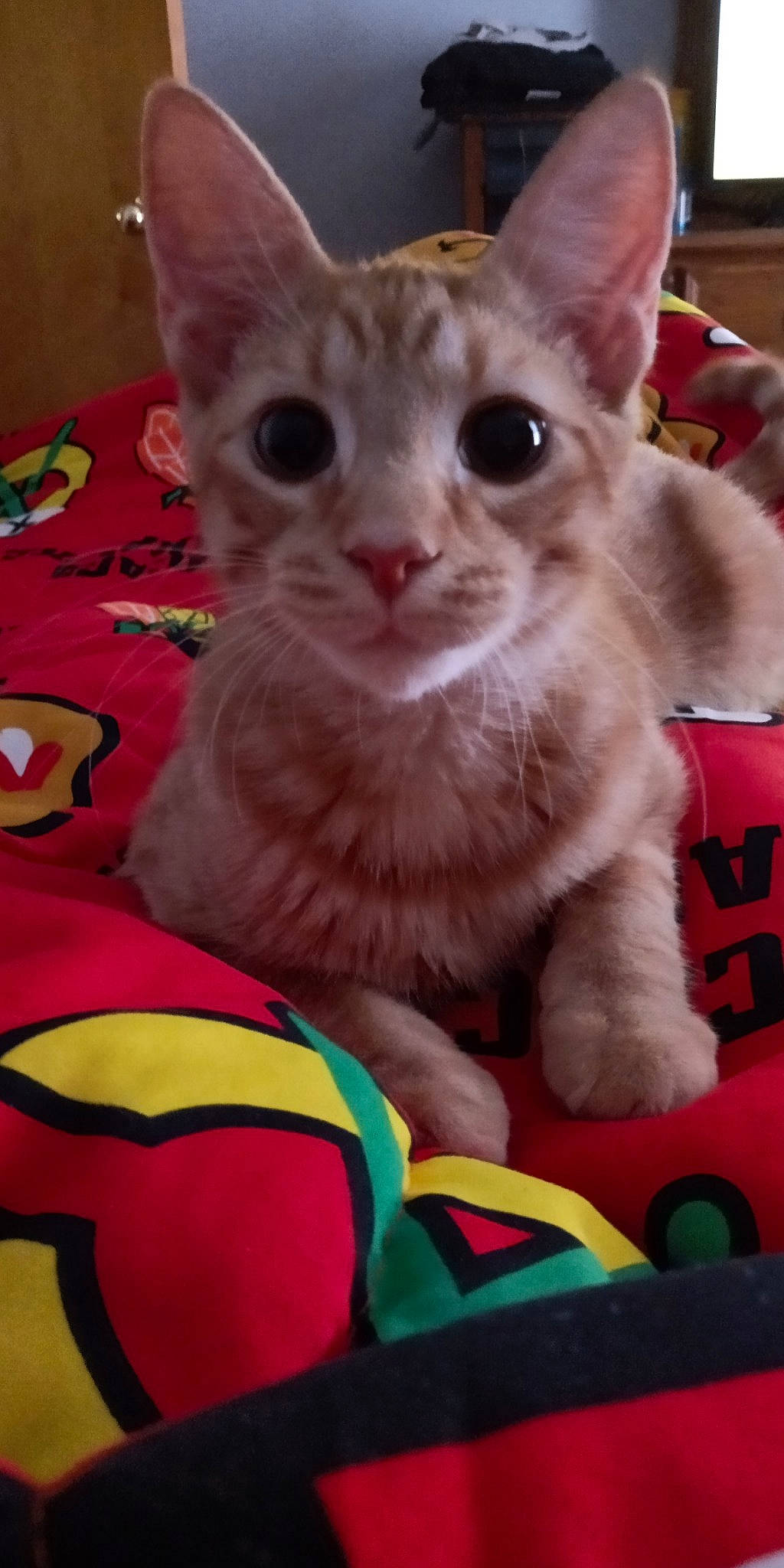 Zane is registered to the contest to win money with this photo: arabian_mau, asian, australian_mist, carnivore, cat, devon_rex, domestic_short_haired_cat, fawn, felidae, german_rex, kitten, mammal, oriental_longhair, oriental_shorthair, singapura, small_to_medium_sized_cats, vertebrate, whiskers