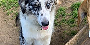Réglisse a rejoint le concours — aidez-le/la à gagner de superbes lots ! dog, outdoor, grass, wood, animal, pet, fence, trough, curious, speckled, heterochromia, brown, black, white, playful, nature, canine, farm, mud, tongue