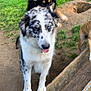 dog, outdoor, grass, wood, animal, pet, fence, trough, curious, speckled, heterochromia, brown, black, white, playful, nature, canine, farm, mud, tongue