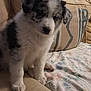 Réglisse a rejoint le concours — aidez-le/la à gagner de superbes lots ! puppy, dog, couch, indoor, pet, fluffy, black_and_white, sitting, blanket, pillow, cozy, young, animal, cute, fur, domestic, comfortable, resting, home, companion