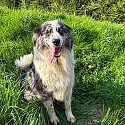 Réglisse participe au concours pour gagner de l'argent avec cette photo : dog, animal, outdoor, grass, pet, tongue_out, happy, nature, sunlight, portrait, sitting, fur, canine, garden, greenery, cute, friendly, closeup, eyes, fluffy