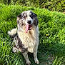 dog, animal, outdoor, grass, pet, tongue_out, happy, nature, sunlight, portrait, sitting, fur, canine, garden, greenery, cute, friendly, closeup, eyes, fluffy