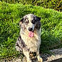 dog, australian_shepherd, grass, flower, greenery, tongue_out, heterochromia, outdoor, sunlight, pet, canine, fur, animal, nature, happy, sitting, stone, playful, portrait, daylight