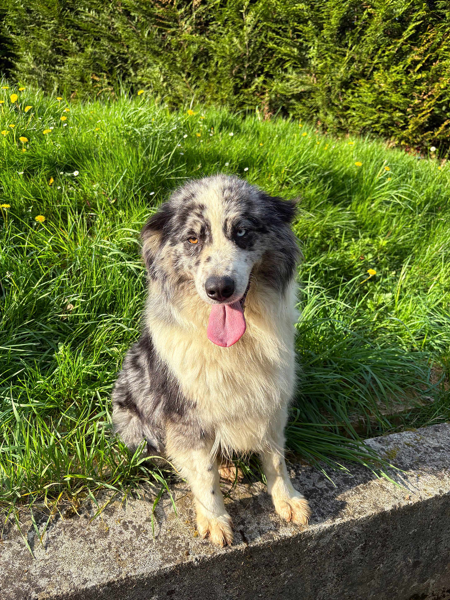 Réglisse participe au concours pour gagner de l'argent avec cette photo : dog, australian_shepherd, grass, flower, greenery, tongue_out, heterochromia, outdoor, sunlight, pet, canine, fur, animal, nature, happy, sitting, stone, playful, portrait, daylight