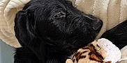 Milo a rejoint le concours — aidez-le/la à gagner de superbes lots ! dog, black_dog, sleeping, blanket, plush_toy, leopard_print, cozy, indoor, wooden_floor, resting, pet, soft_texture, snuggling, closeup, fur, relaxed, sleepy, animal, comfort, home