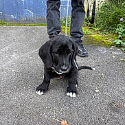 Milo participe au concours pour gagner de l'argent avec cette photo : puppy, dog, black_dog, white_paws, leash, person, jeans, sneakers, asphalt, outdoor, greenery, blue_wall, leaf, sidewalk, young_dog, pet, cute, animal, casual, shy