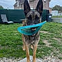 Vimie participe au concours pour gagner de l'argent avec cette photo : backyard, concrete, dog, ears, fence, frisbee, german_shepherd, grass, gravel, house, lawn, nose, outdoors, paws, pet, playful, portrait, standing, teeth, toy