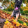 autumn, canine, close_up, dog, ears_up, fall_colors, fall_leaves, grass, happy, harness, leaf_litter, leaves, nature, outdoor, park, pet, playful, portrait, tongue_out, tree