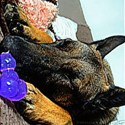 Vimie a rejoint le concours — aidez-le/la à gagner de superbes lots ! blanket, brindle, chew_toy, close_up, couch, cozy, dog, ears, fur, home_interior, indoor, muzzle, napping, paw, pet, plush_toy, purple_toy, resting, sleeping, sofa