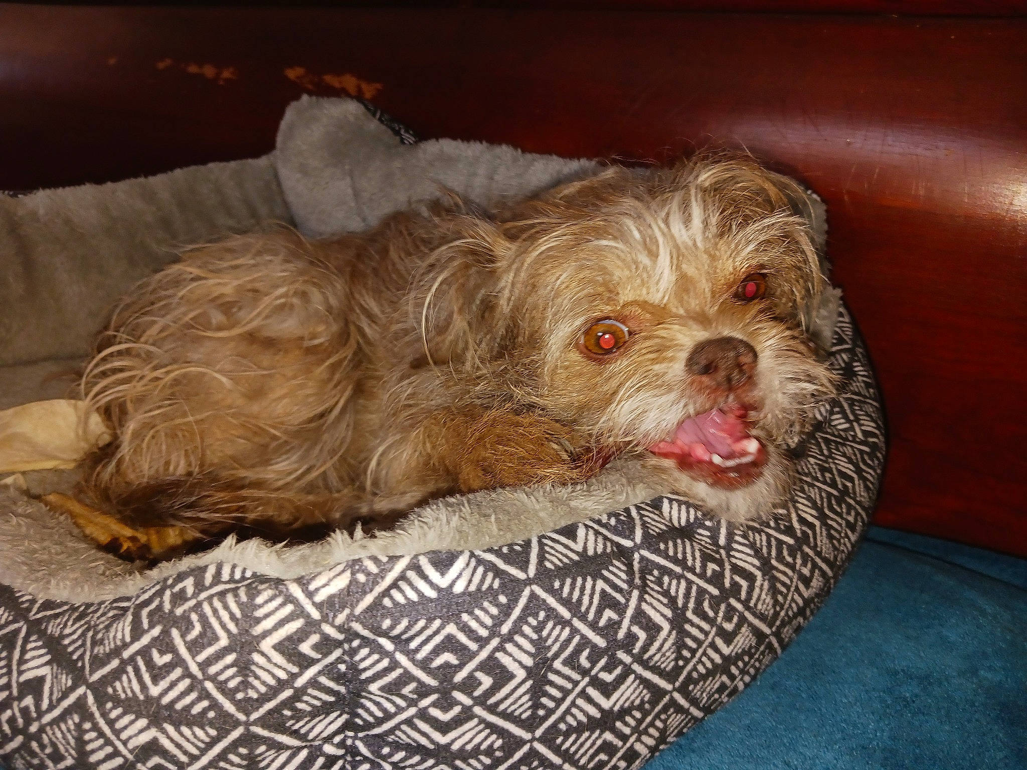 Hanna joined the competition — help win amazing prizes! canidae, carnivore, cockapoo, comfort, companion_dog, dog, dog_breed, dog_supply, fur, liver, maltepoo, poodle_crossbreed, shih_poo, small_terrier, snout, sporting_group, terrier, toy_dog, water_dog, working_animal