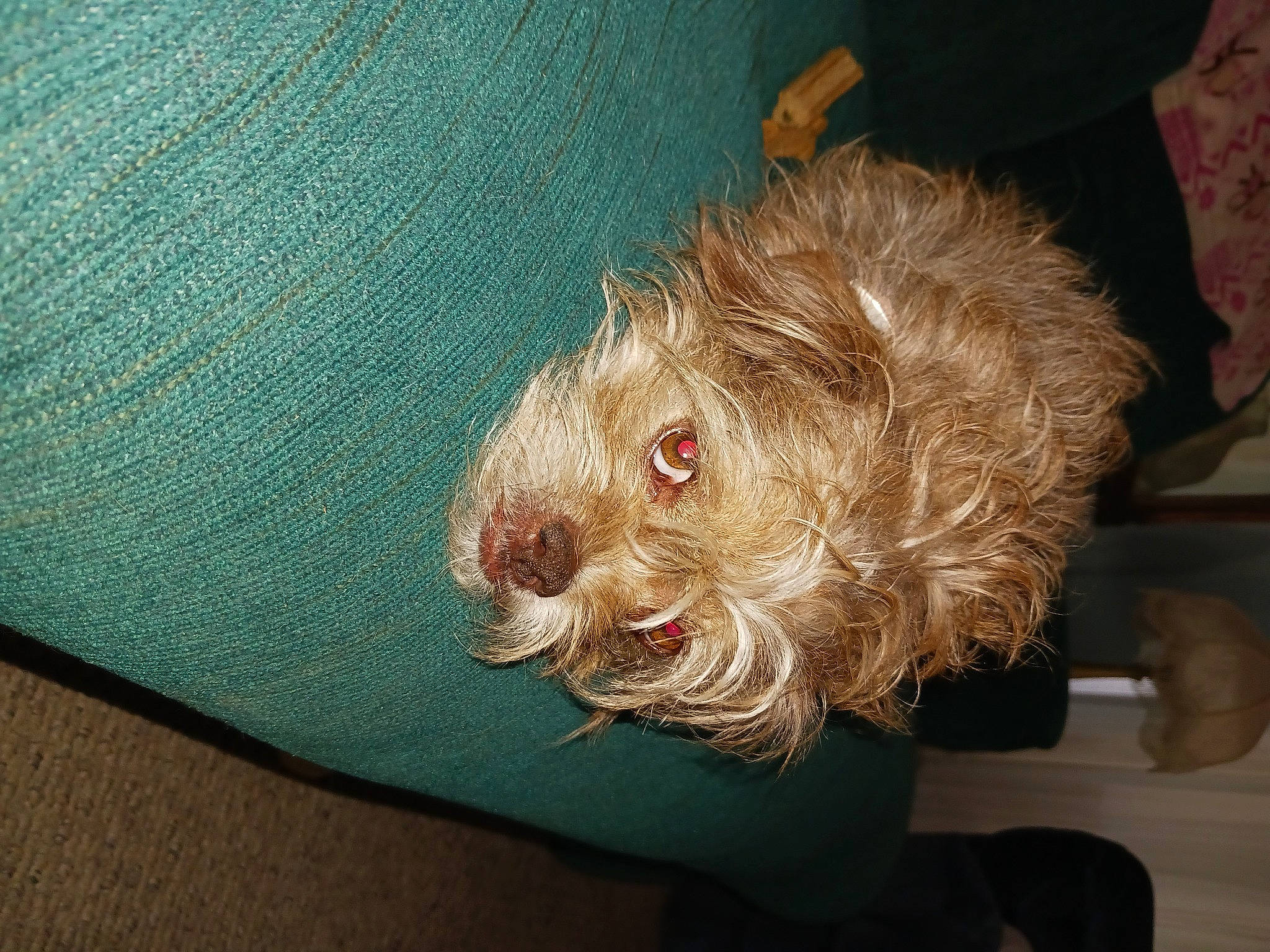 Hanna is registered to the contest to win money with this photo: canidae, carnivore, comfort, companion_dog, dog, dog_breed, fur, liver, non_sporting_group, small_terrier, snout, sporting_group, terrier, toy_dog, welsh_terrier, working_animal