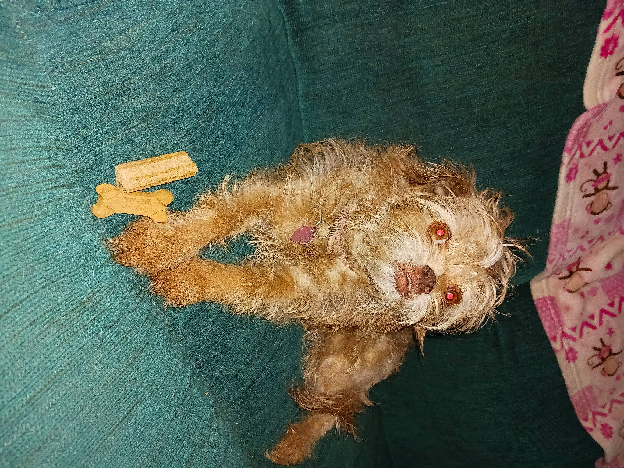 Hanna joined the competition — help win amazing prizes! canidae, carnivore, companion_dog, dog, dog_breed, dog_clothes, dog_supply, fawn, fur, liver, small_terrier, sporting_group, terrier, toy, toy_dog, working_animal, working_terrier