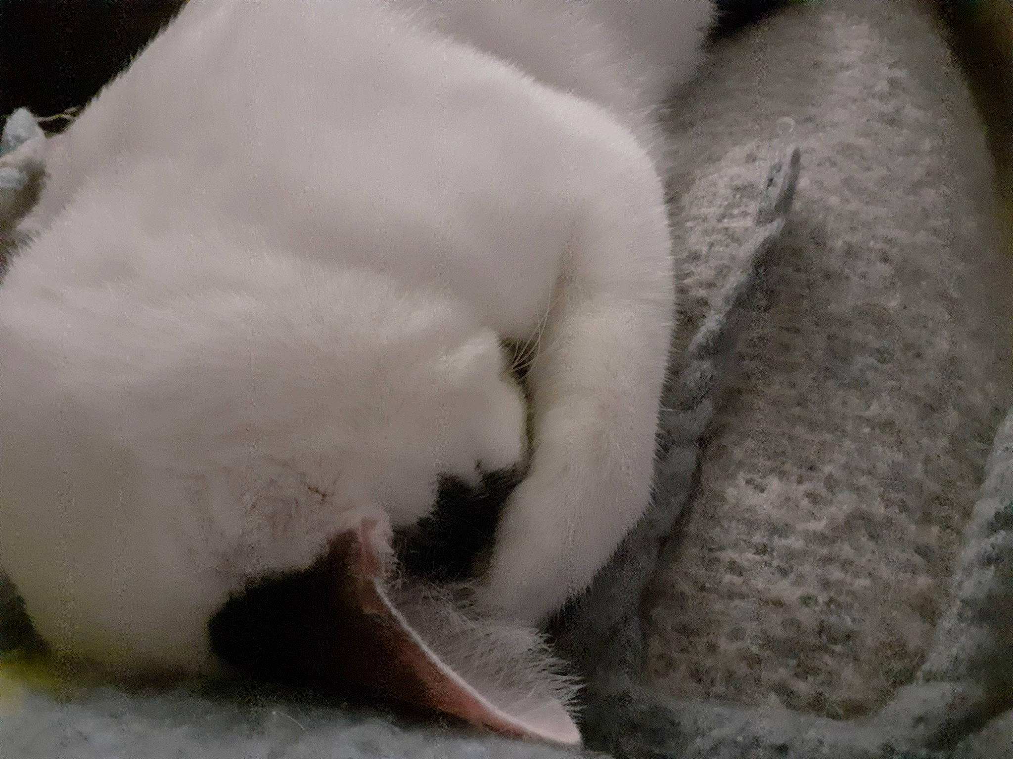 Shadow a rejoint le concours — aidez-le/la à gagner de superbes lots ! carnivore, cat, claw, close_up, comfort, felidae, freezing, fur, monochrome, monochrome_photography, nap, paw, sleep, small_to_medium_sized_cats, snout, snow, tail, terrestrial_animal, whiskers, winter