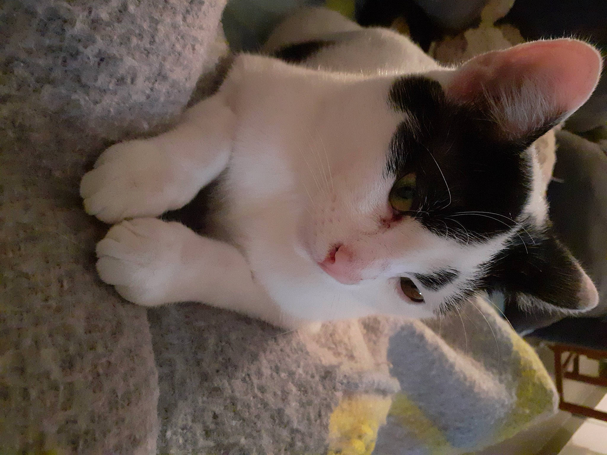 Shadow a rejoint le concours — aidez-le/la à gagner de superbes lots ! canidae, carnivore, cat, claw, collar, companion_dog, dog_breed, domestic_short_haired_cat, fawn, felidae, fur, non_sporting_group, paw, plant, small_to_medium_sized_cats, snout, sporting_group, tail, thai, whiskers