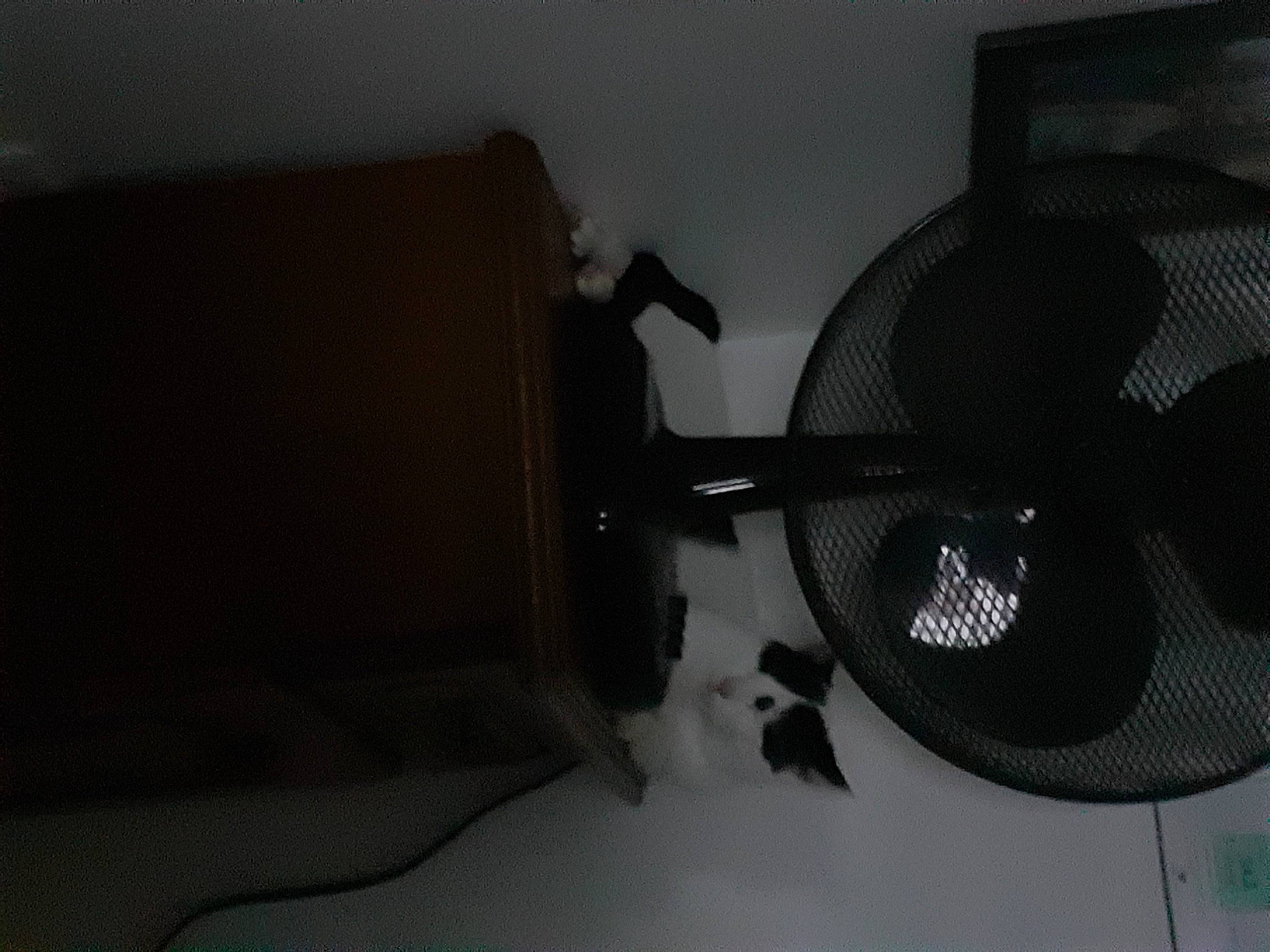 Shadow a rejoint le concours — aidez-le/la à gagner de superbes lots ! audio_equipment, auto_part, automotive_design, automotive_lighting, ceiling, circle, darkness, electronic_instrument, fashion_accessory, gadget, gas, hat, headgear, lighting_accessory, mechanical_fan, microphone_stand, monochrome_photography, room, shadow, tints_and_shades