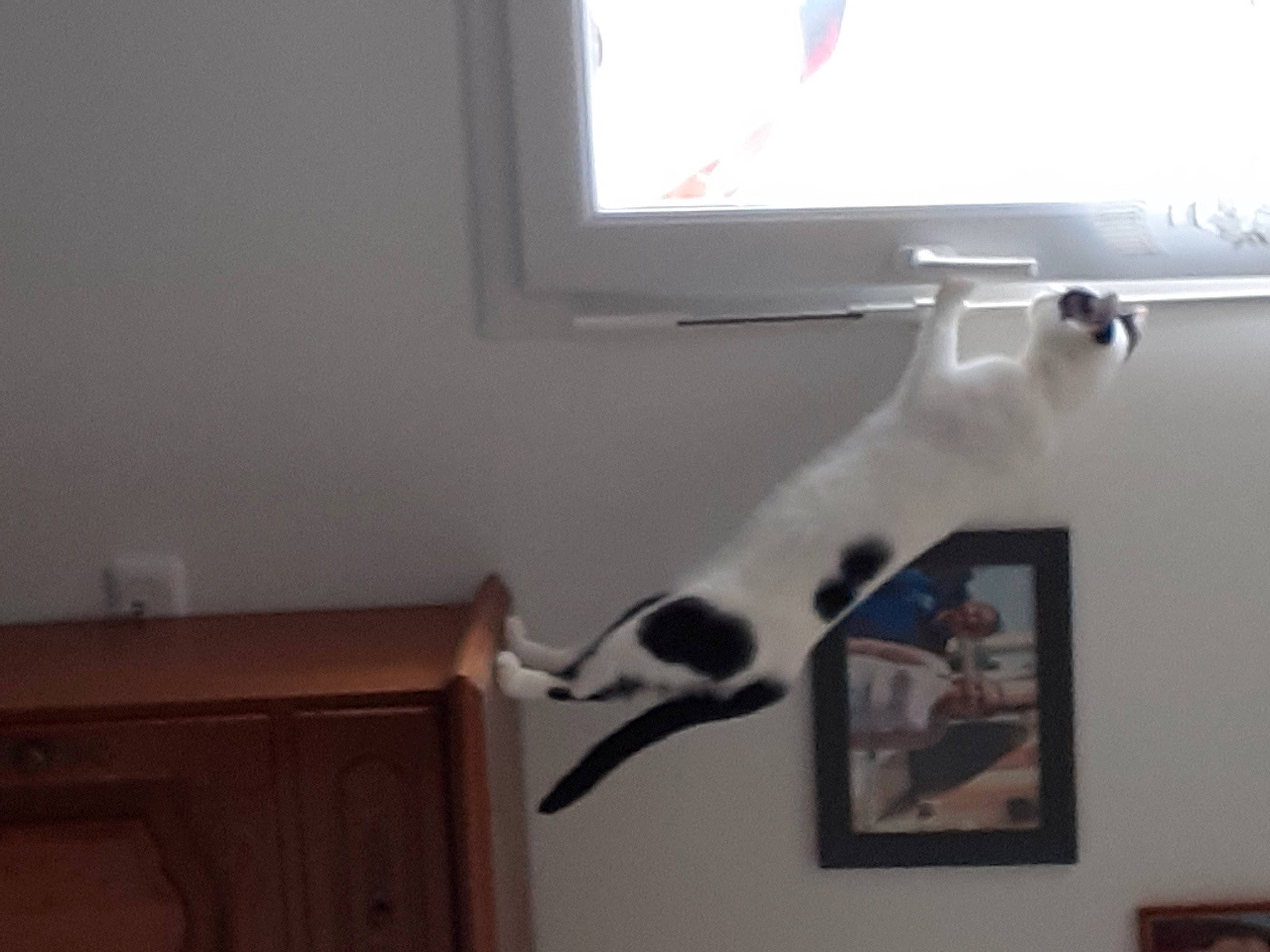 Shadow a rejoint le concours — aidez-le/la à gagner de superbes lots ! canidae, carnivore, cat, display_device, domestic_short_haired_cat, felidae, fur, gadget, hardwood, home_appliance, picture_frame, room, small_to_medium_sized_cats, tail, vertebrate, whiskers, window, wood