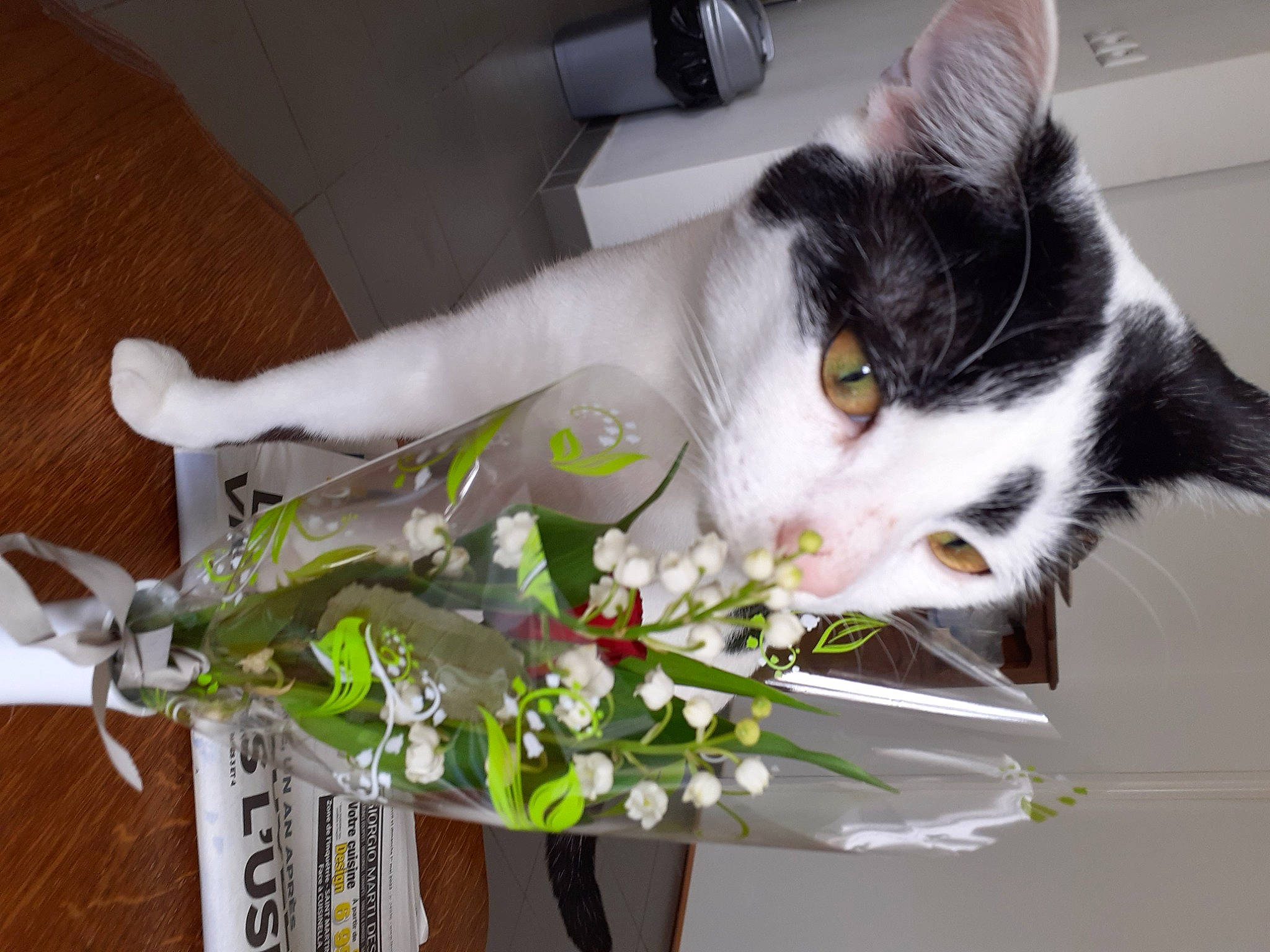 Shadow participe au concours pour gagner de l'argent avec cette photo : artificial_flower, bouquet, carnivore, cat, cut_flowers, domestic_short_haired_cat, eye, felidae, floral_design, flower, flower_arranging, flowering_plant, flowerpot, formal_wear, fur, petal, plant, small_to_medium_sized_cats, tail, whiskers