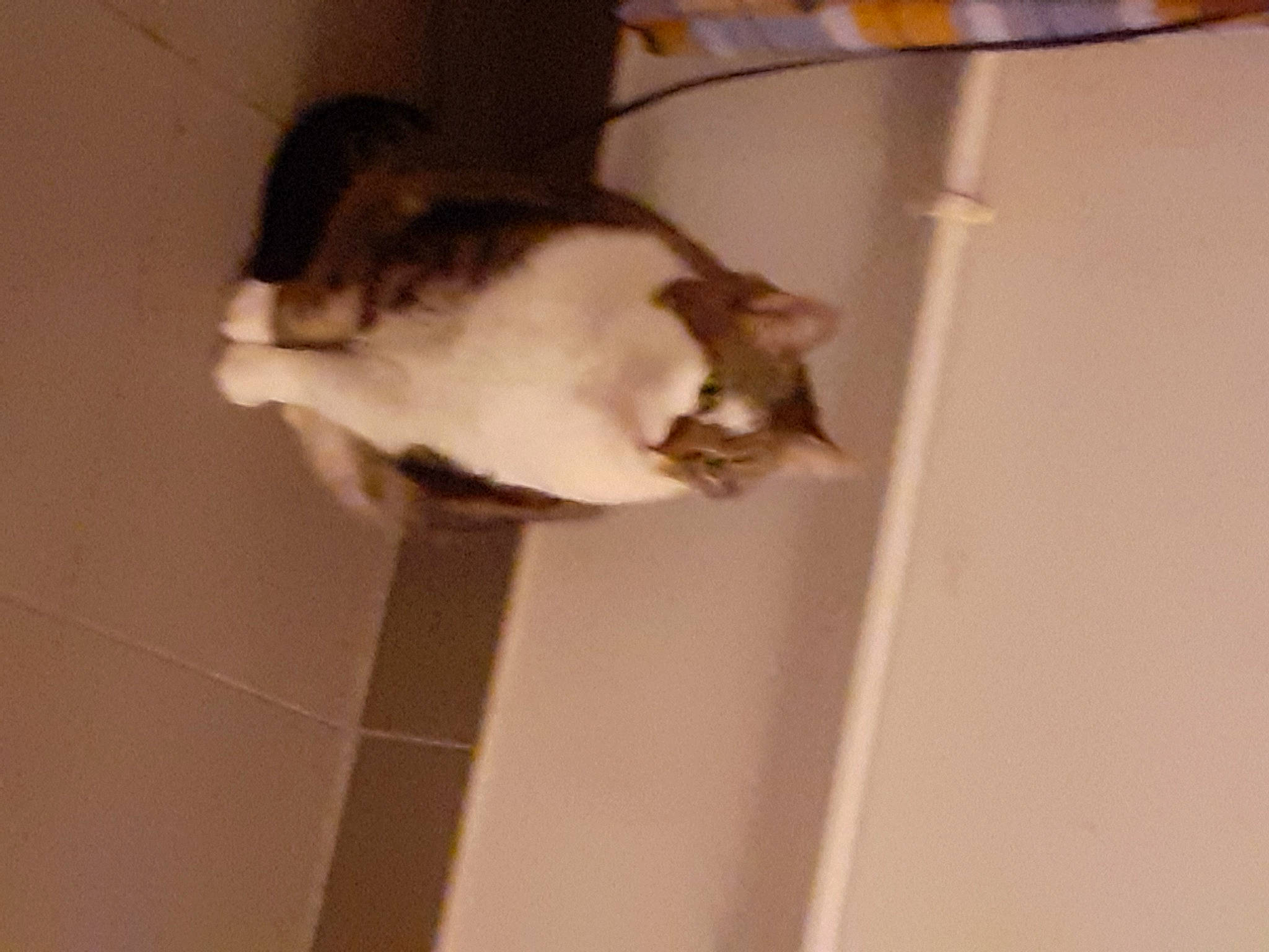 Kinder a rejoint le concours — aidez-le/la à gagner de superbes lots ! carnivore, cat, ceiling, domestic_short_haired_cat, ear, eye, fawn, felidae, flooring, fur, hardwood, head, paw, room, shadow, small_to_medium_sized_cats, snout, tail, whiskers, wood