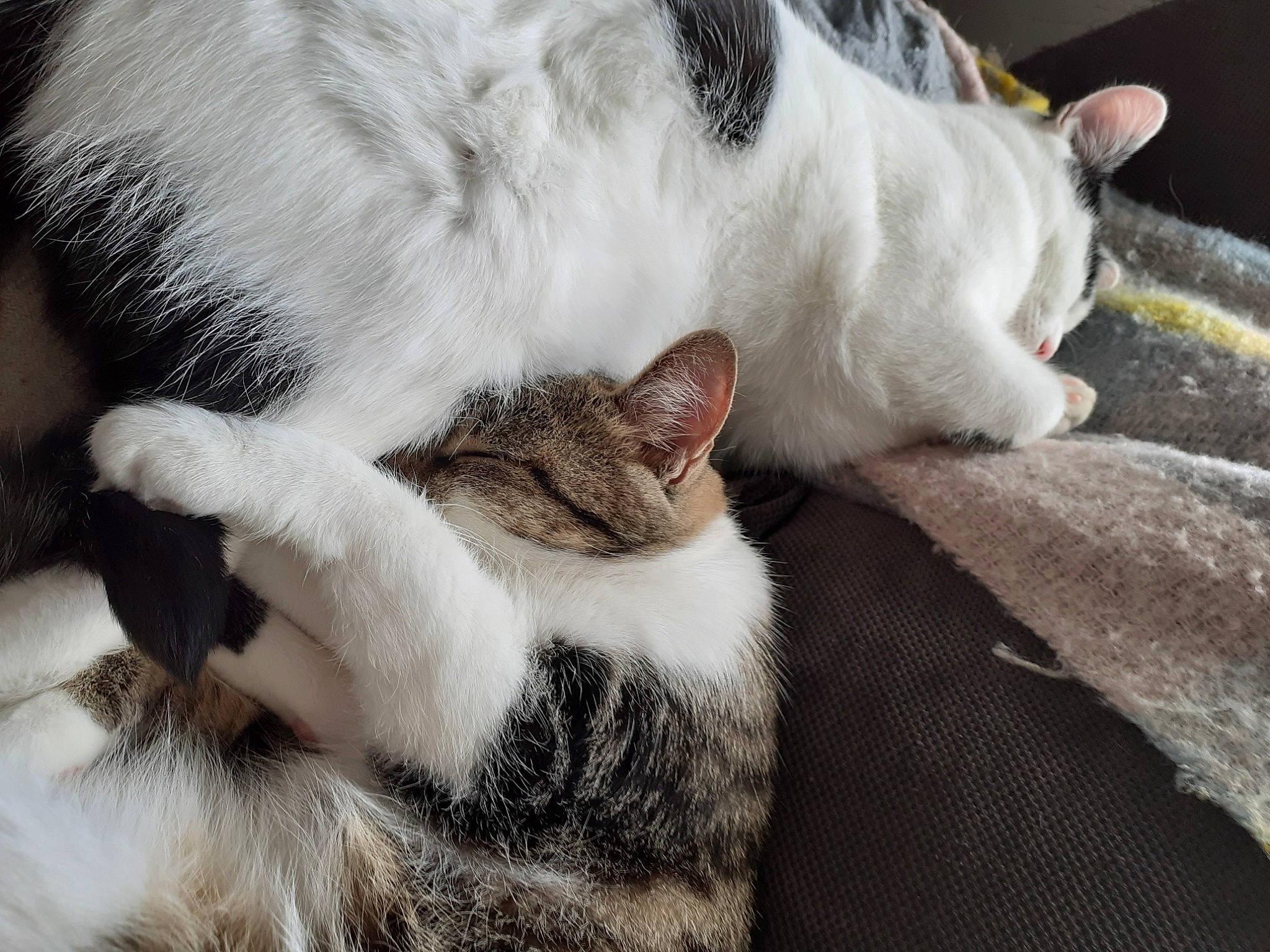 Kinder a rejoint le concours — aidez-le/la à gagner de superbes lots ! carnivore, cat, cat_supply, claw, comfort, domestic_short_haired_cat, felidae, fur, linens, mammal, nap, paw, sleep, small_to_medium_sized_cats, snout, tail, vertebrate, whiskers