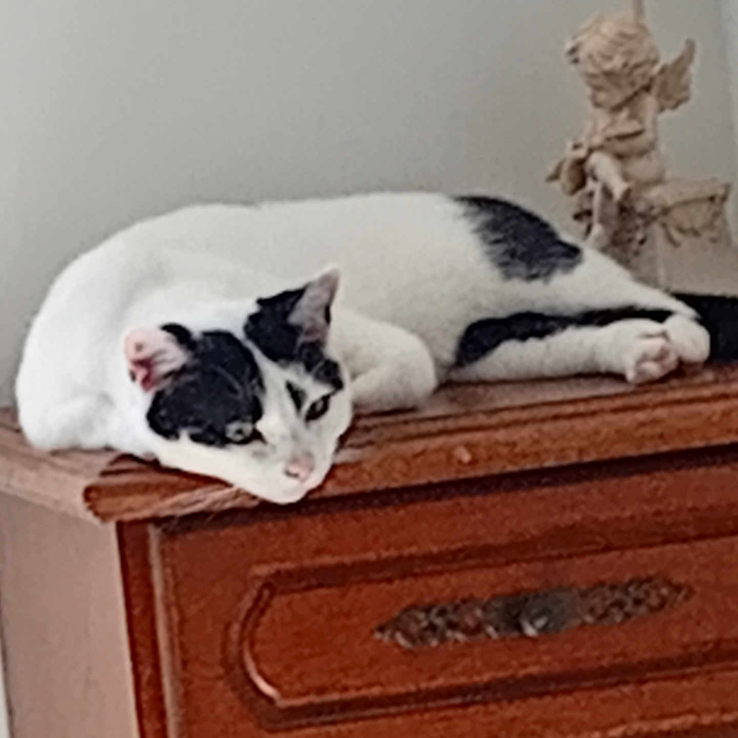 Schado participe au concours pour gagner de l'argent avec cette photo : abyssinian, animal, baby, box, cabinet, cat, closet, cupboard, drawer, dresser, furniture, hardwood, head, kitten, manx, person, pet, sideboard, table, wood