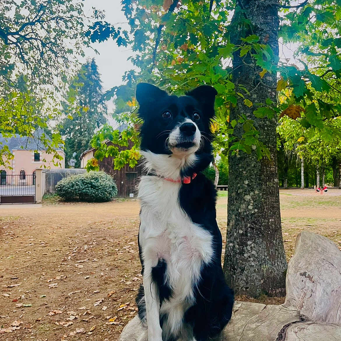 Nina participe au concours pour gagner de l'argent avec cette photo : dog, border_collie, black_and_white, sitting, outdoors, park, tree, tree_stump, woodland, nature, portrait, pet, canine, fluffy, pointed_ears, white_chest, long_fur, alert, garden, daylight