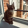 animal, background_blur, brick_wall, cat, closeup, curious, daylight, domestic_cat, ears, feline, fur, indoor, pet, sitting, soft_light, tabby, urban, whiskers, window, windowsill
