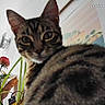 Yue participe au concours pour gagner de l'argent avec cette photo : cat, tabby, striped_fur, flower, indoor, curious, closeup, painting, window, plant, decor, furniture, wall, light, lens_distortion, timestamp, whiskers, ears, face, domestic_animal