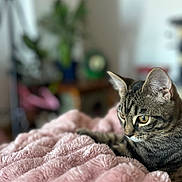 Yue a rejoint le concours — aidez-le/la à gagner de superbes lots ! cat, tabby, pet, animal, feline, resting, pink_blanket, soft_texture, indoor, cozy, blurred_background, houseplant, yellow_eyes, closeup, fur, whiskers, ears, domestic_cat, relaxed, curious