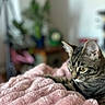 animal, blurred_background, cat, closeup, cozy, curious, domestic_cat, ears, feline, fur, houseplant, indoor, pet, pink_blanket, relaxed, resting, soft_texture, tabby, whiskers, yellow_eyes