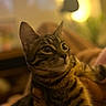 Yue a rejoint le concours — aidez-le/la à gagner de superbes lots ! cat, tabby_cat, pet, animal, indoor, blurred_background, warm_lighting, hand, feline, striped, cute, domestic_cat, mammal, whiskers, ears, fur, closeup, companion, cozy, relaxed