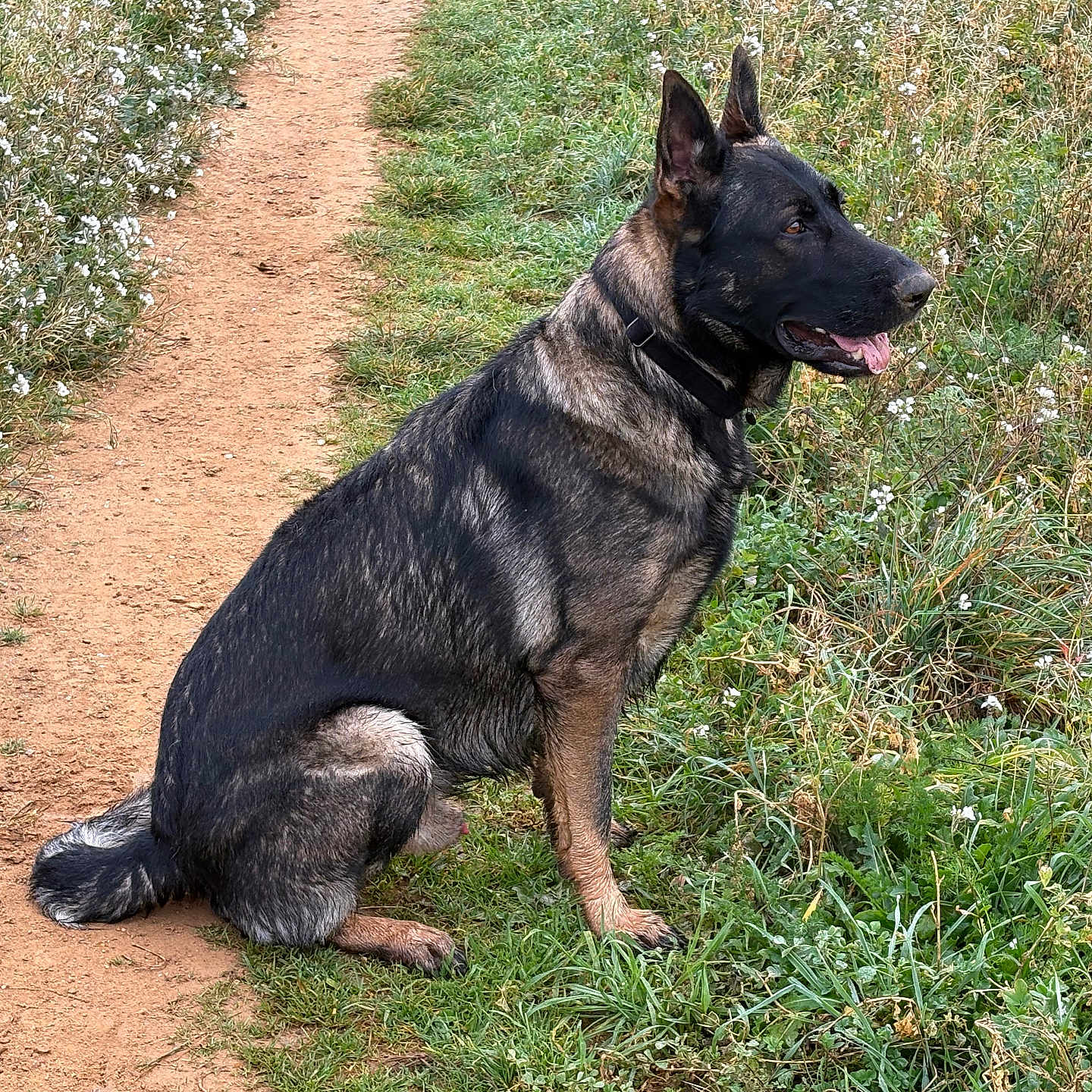 Thao a rejoint le concours — aidez-le/la à gagner de superbes lots ! animal, canine, collar, daylight, dog, ears, flower, fur, german_shepherd, grass, greenery, nature, outdoor, path, pet, relaxed, side_view, sitting, tongue, wildflowers