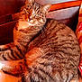 Séga participe au concours pour gagner de l'argent avec cette photo : cat, tabby_cat, pet, feline, animal, bed, wooden_headboard, fur, whiskers, relaxed, indoor, striped_fur, eyes, tail, paw, cozy, resting, closeup, mammal, cute