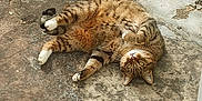 Séga participe au concours pour gagner de l'argent avec cette photo : abyssinian, animal, archaeology, architecture, building, cat, egyptiancat, flagstone, kitten, manx, ocelot, path, person, pet, rock, slate, sleeping, soil, walkway, wall