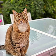 Séga participe au concours pour gagner de l'argent avec cette photo : cat, tabby, animal, pet, outdoor, glass_table, greenery, fur, whiskers, ears, eyes, sitting, portrait, nature, daylight, feline, domestic_animal, closeup, cute, relaxed