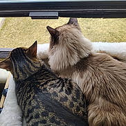 Tigger is registered to the contest to win money with this photo: cat, two_cats, window, pet_bed, fur, animal, indoor, cozy, resting, looking_outside, soft_texture, tabby_cat, fluffy_cat, companion, domestic_animal, natural_light, home, relaxing, feline, curious