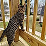 Tigger is registered to the contest to win money with this photo: cat, tabby_cat, wooden_deck, wooden_railings, outdoor, suburban, trees, house, sidewalk, grass, pet, animal, curious, alert, standing, daytime, nature, feline, looking, balcony