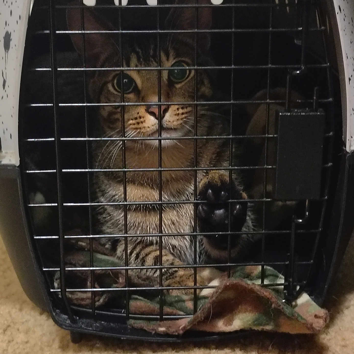 Tigger